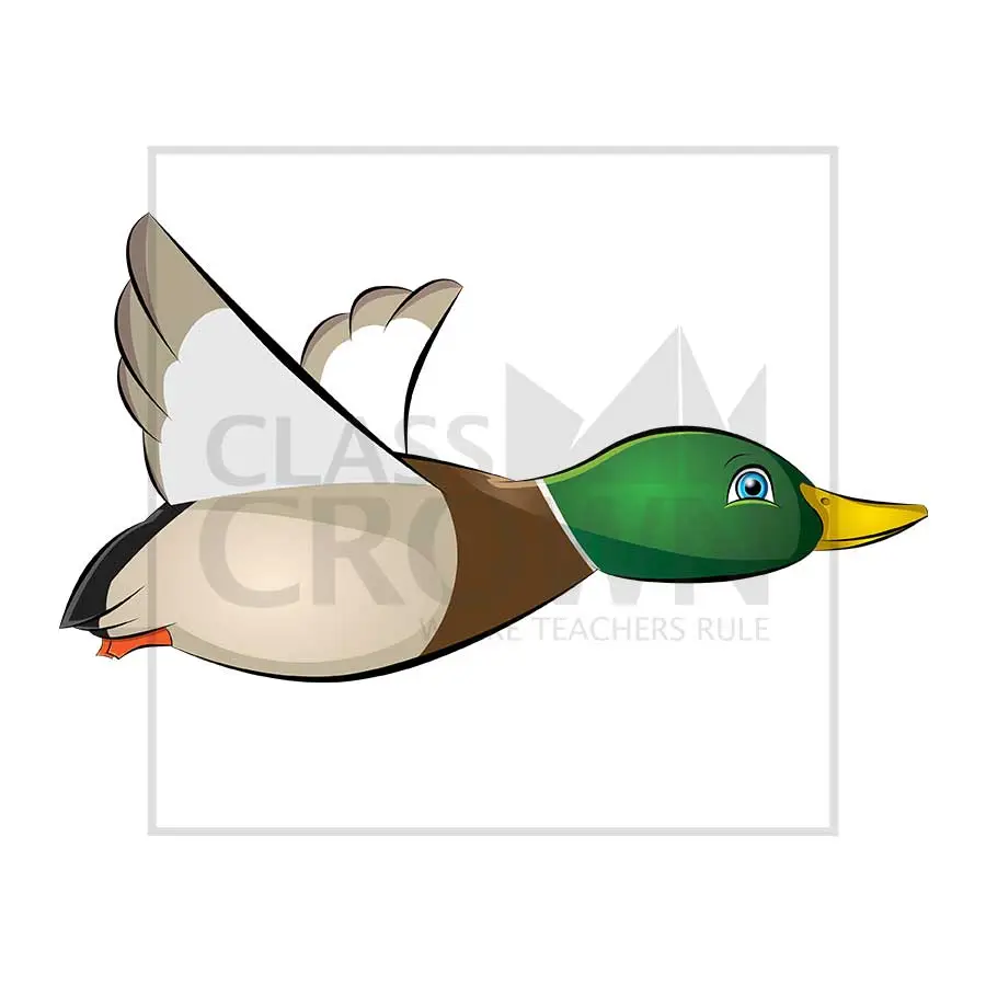 Duck clipart, Male mallard duck
